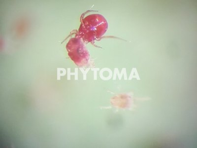 Phytoseiulus persimilis